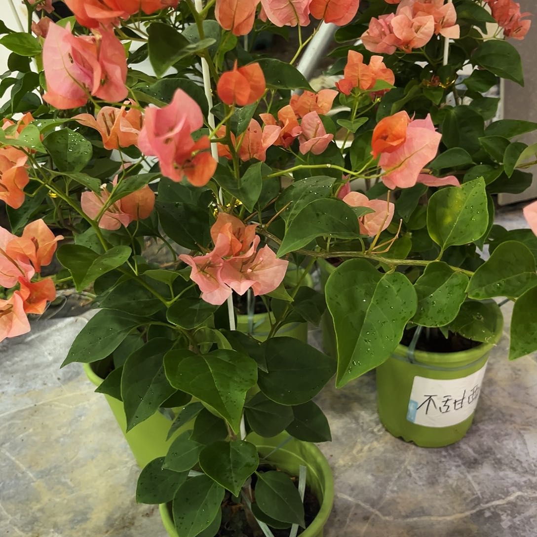 完全开放三角梅不甜西瓜