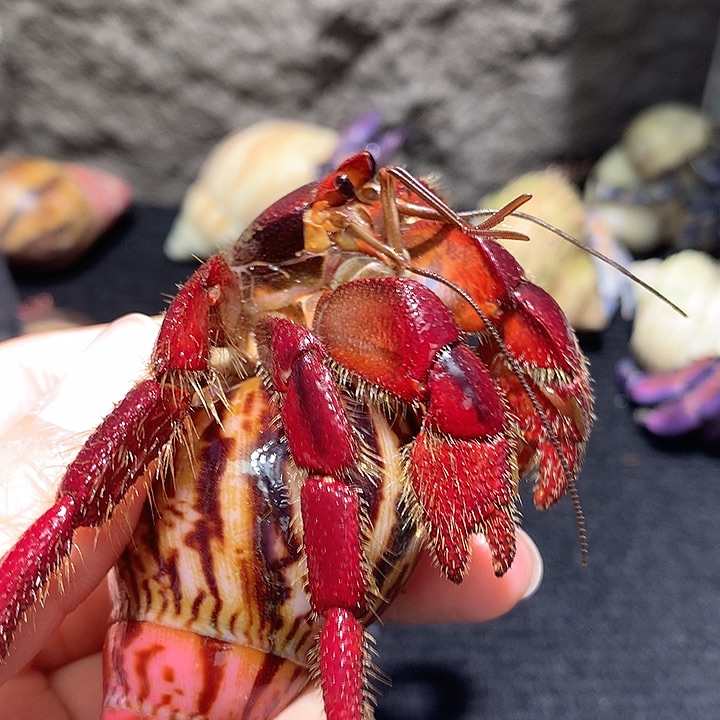 3.0口径奔跑家寄居蟹9号