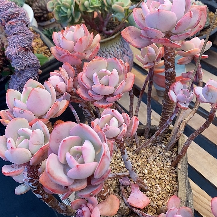 多肉植物肉肉植物