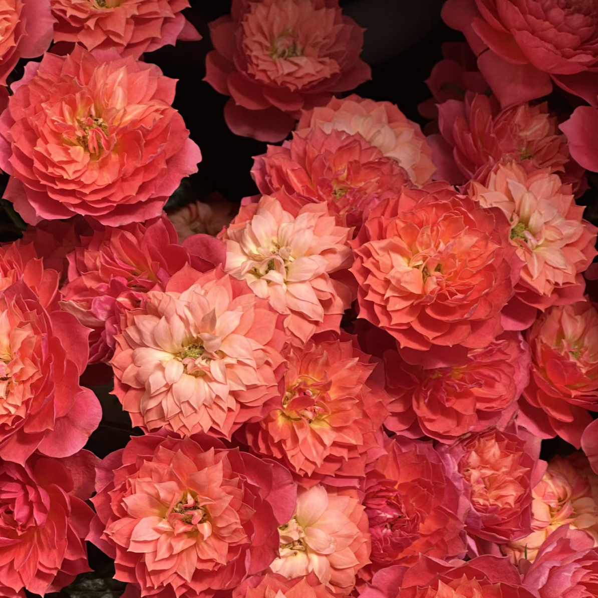 （慕源）锦荷果汁10支！三件顺丰空运20%不售后