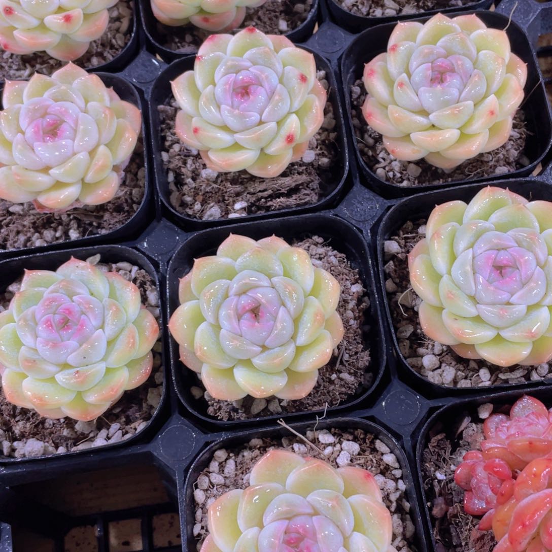 140号 丸叶冰透白桃汽水单头一个