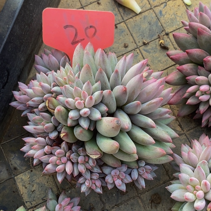 我要睡一哈勒时候打