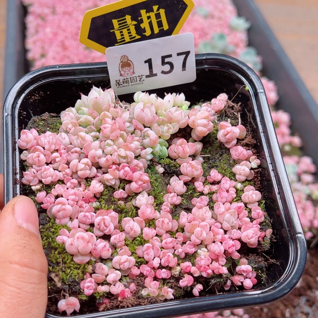 多肉植物多肉植物