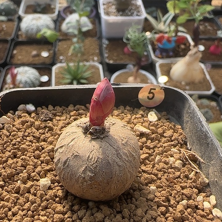 玫瑰大戟一物一拍
