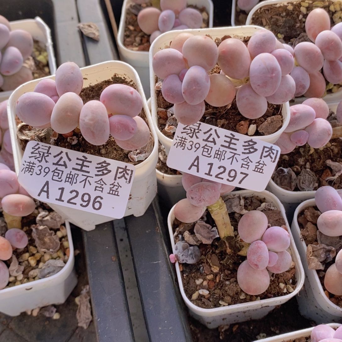 夏***至糖豆奶2棵多肉植物
