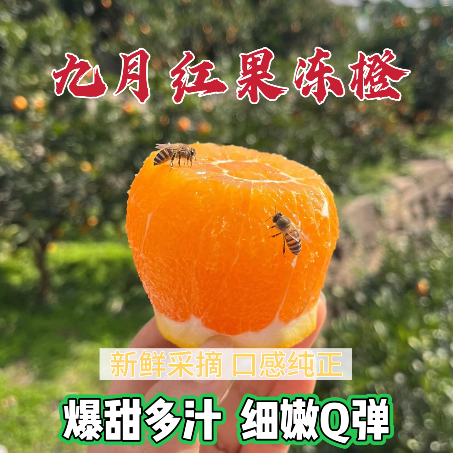 正宗秭归九月红秋橙果冻橙新鲜水果 净重5斤中果/大果