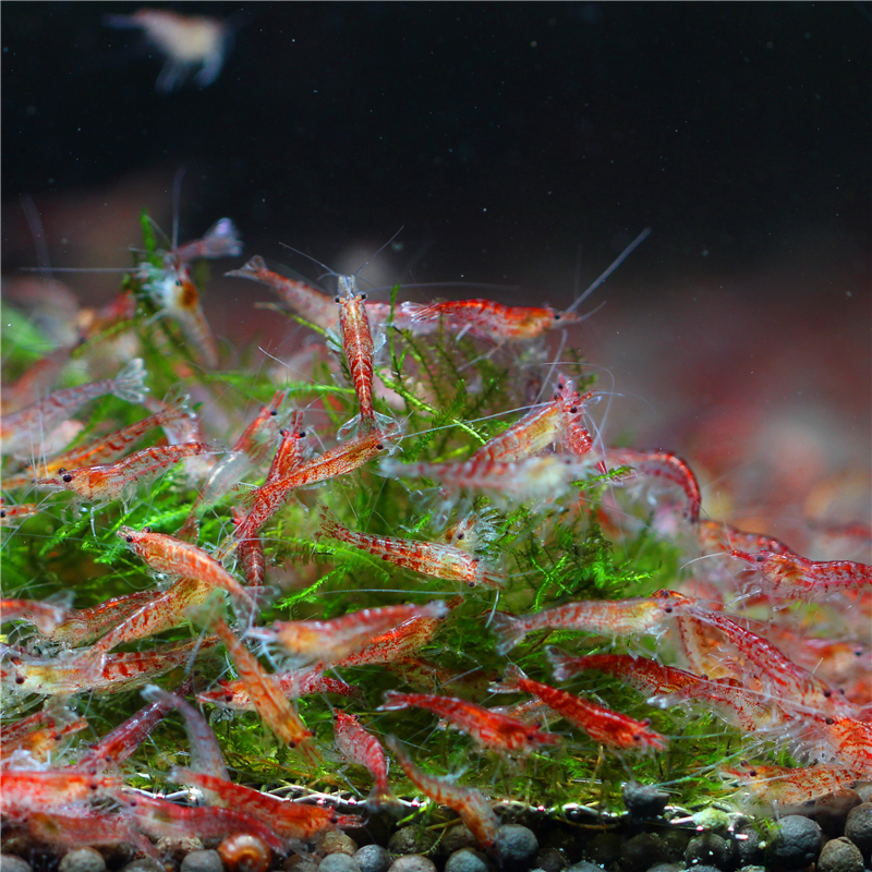观赏淡水耐活七彩混色米虾水草清洁带卵除藻黑壳宠物虾极火樱花虾