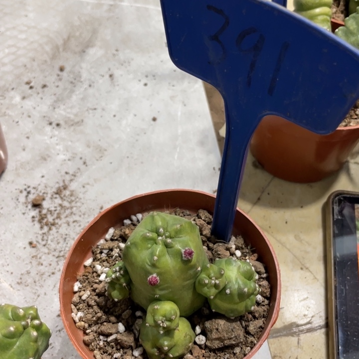 橙桃新品一物一拍391