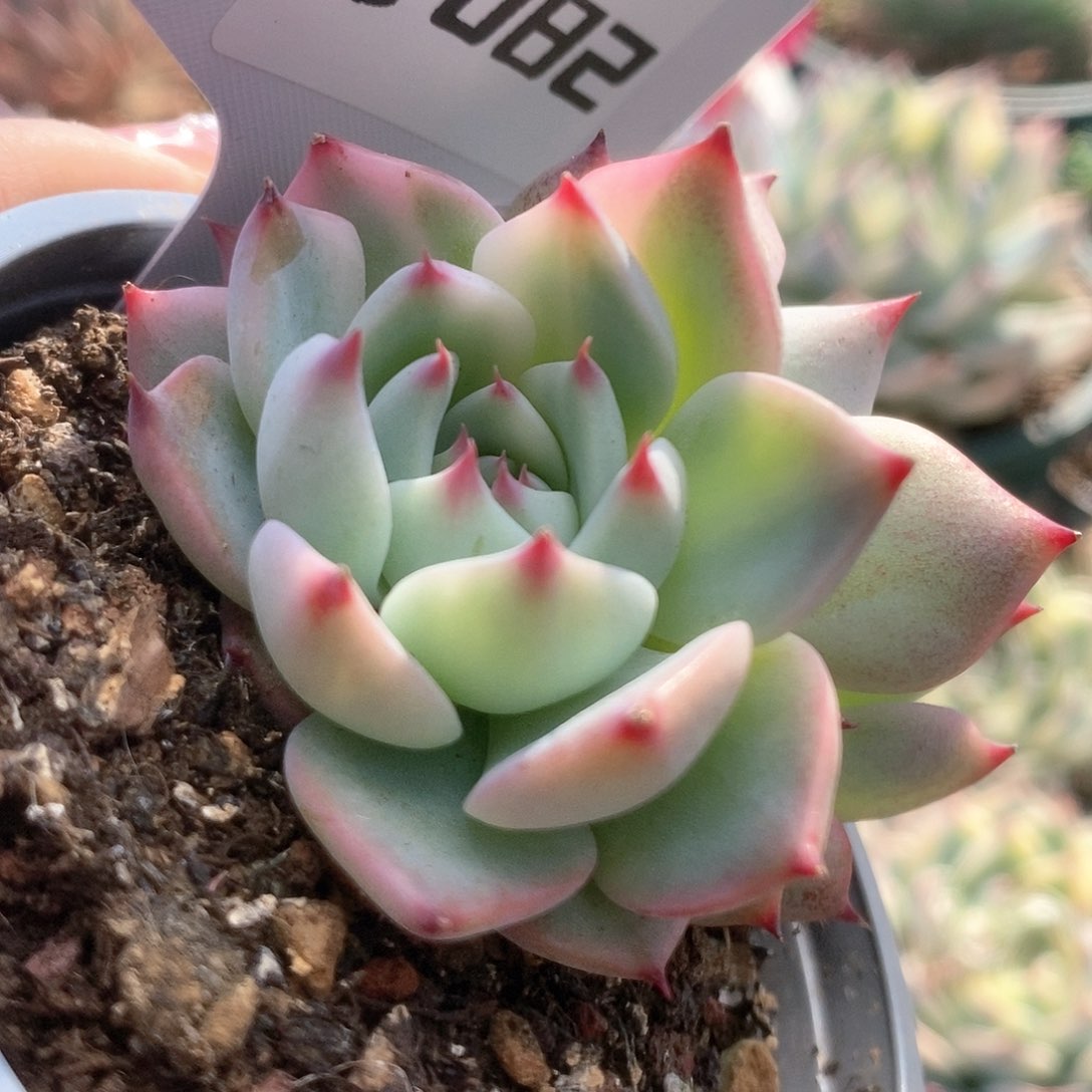 082锦锦锦锦锦锦锦锦