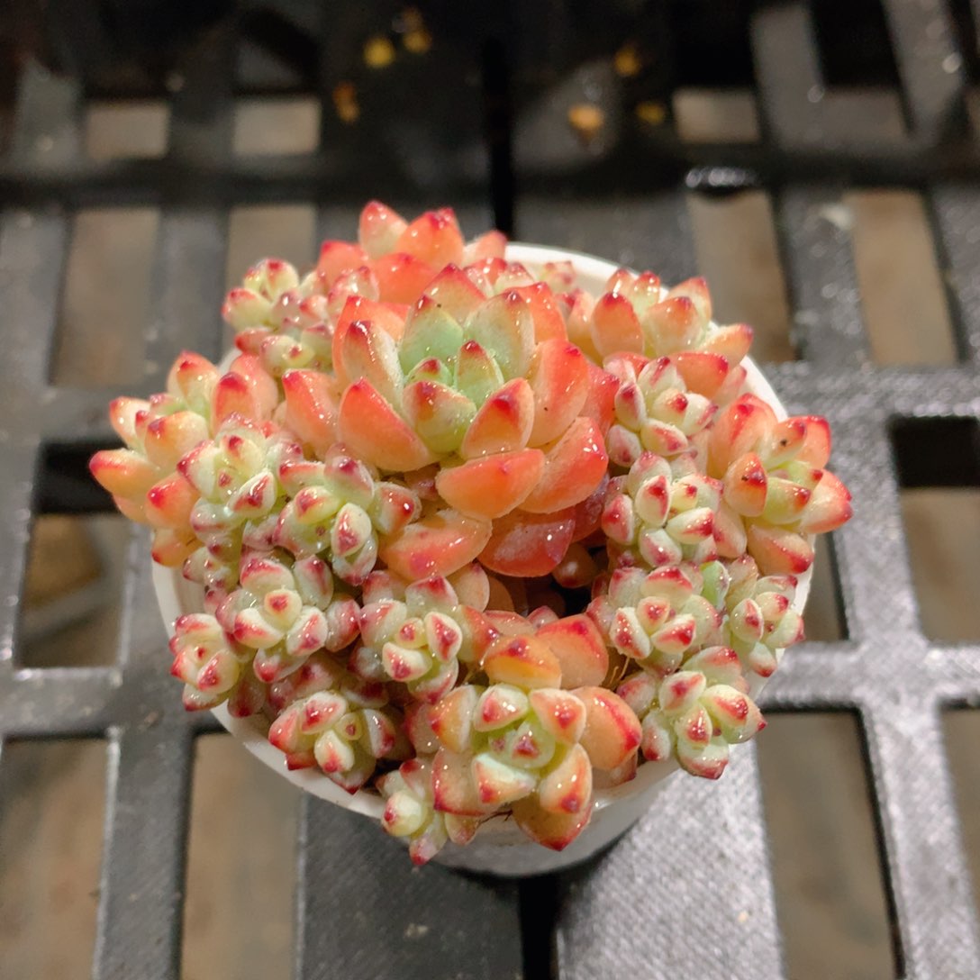 肉萌萌精控多肉 5cm盆量拍 焦糖精灵