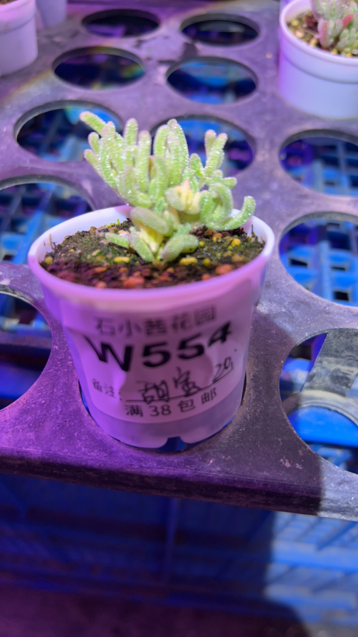 甜宝-不知名-多肉植物枝干番杏