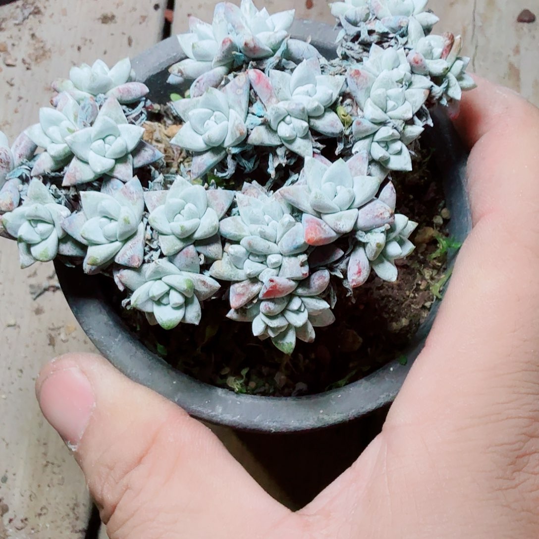 3065白菊仙女杯多肉