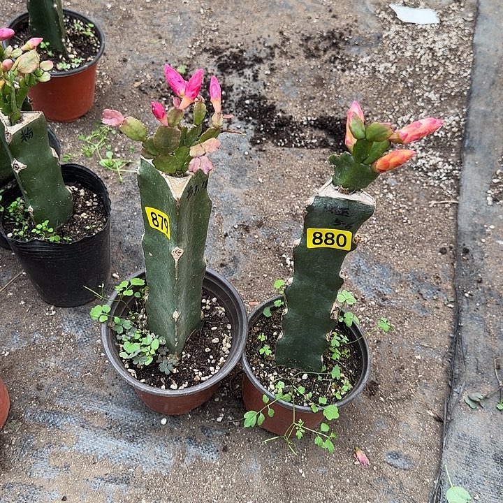 燕****880+879嫁接蟹爪兰：粉+女巫