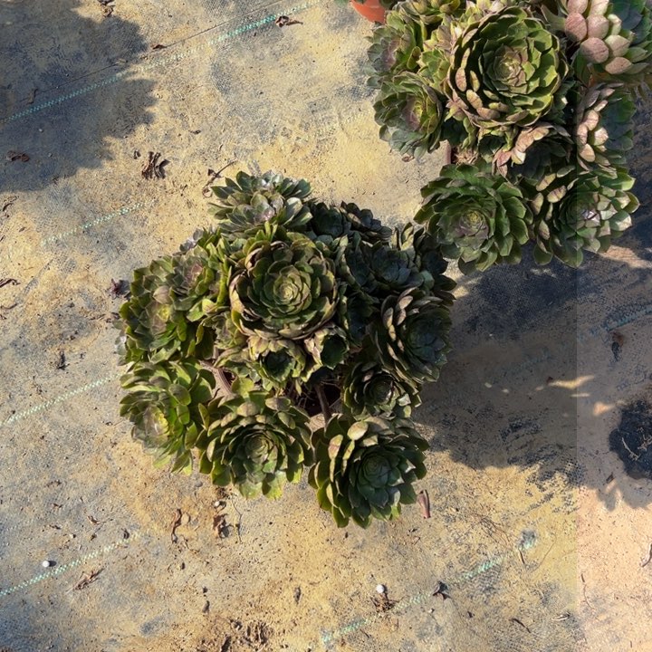 808多肉植物一物一拍