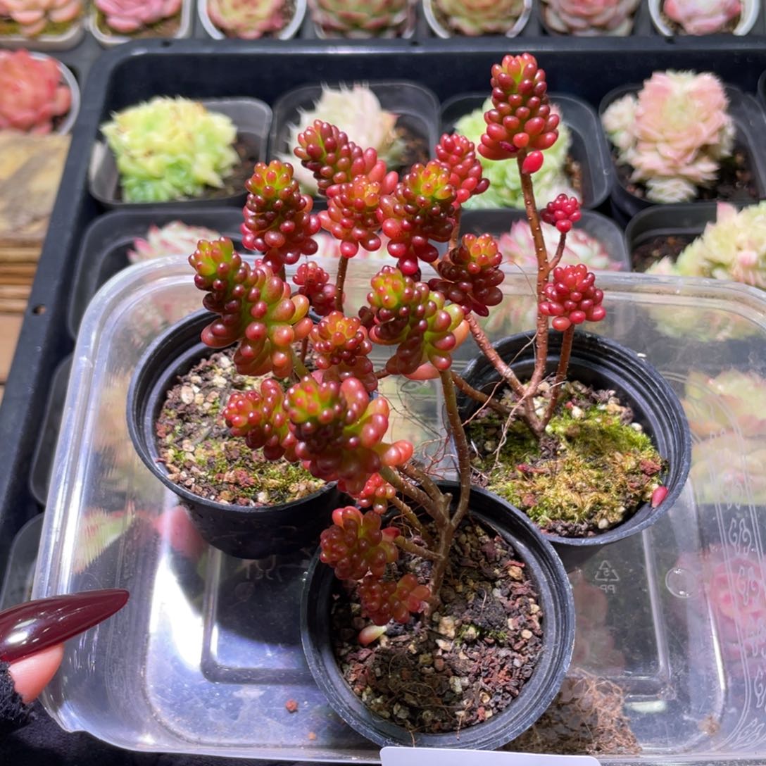 花利美2-108红色浆果3颗