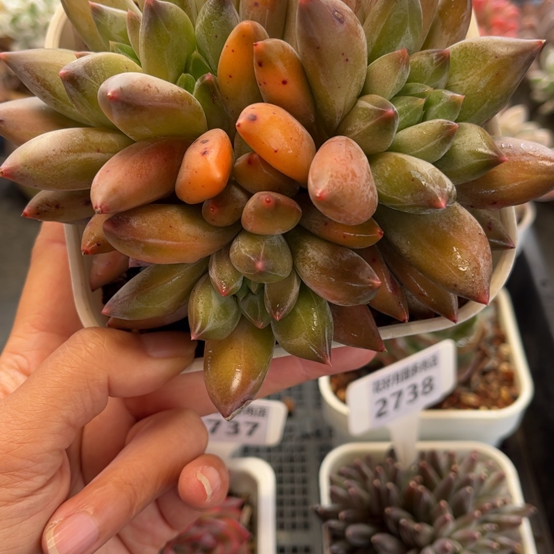 2742 满30包邮天冷地区必拍保温箱