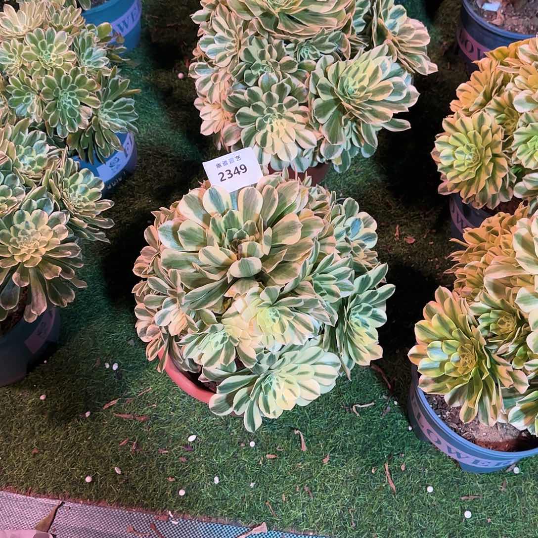 多肉植物迈巴赫2349