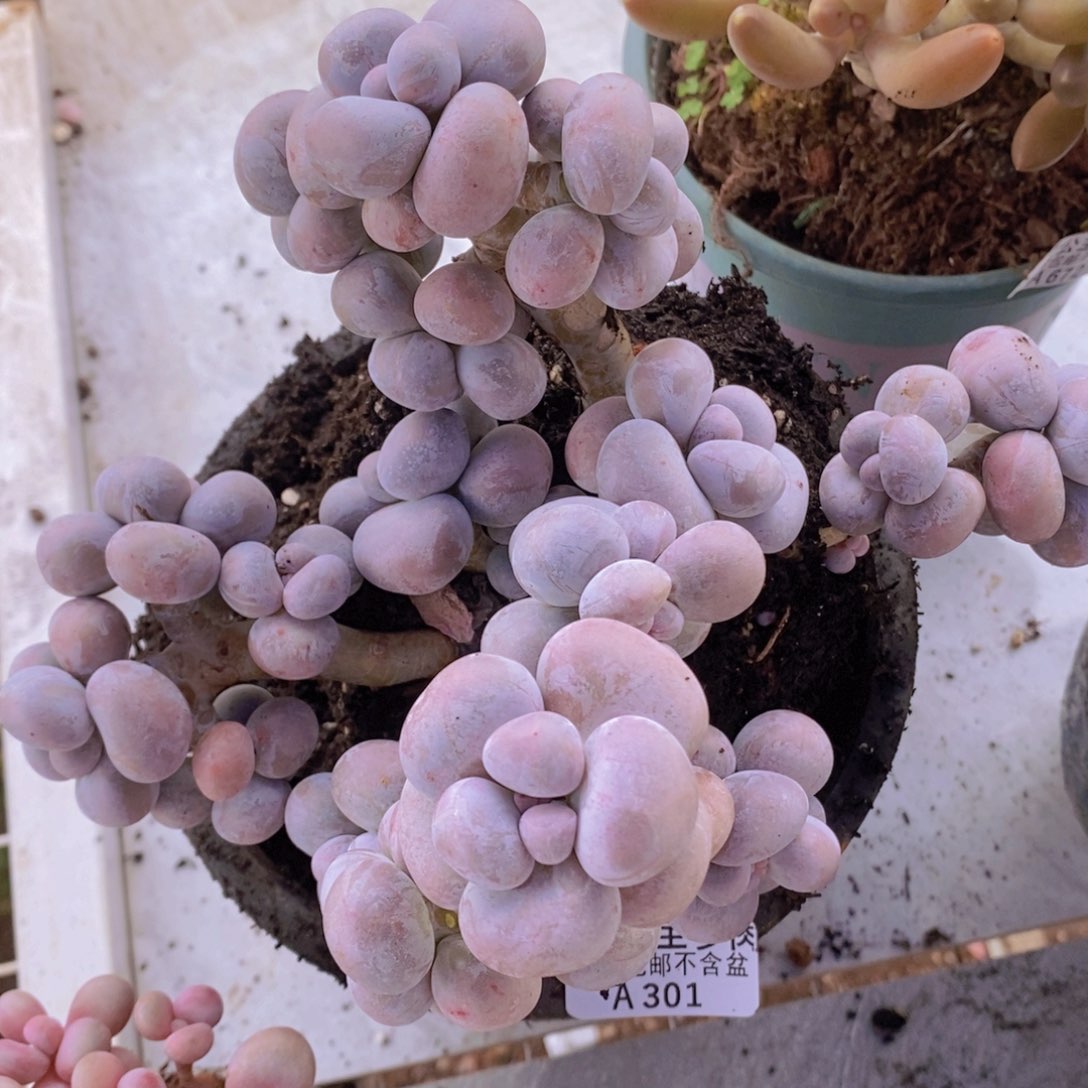 芭比奶洛16cm301多肉植物