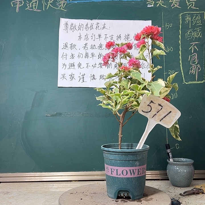 完全开放双杆 斑叶重瓣橙571