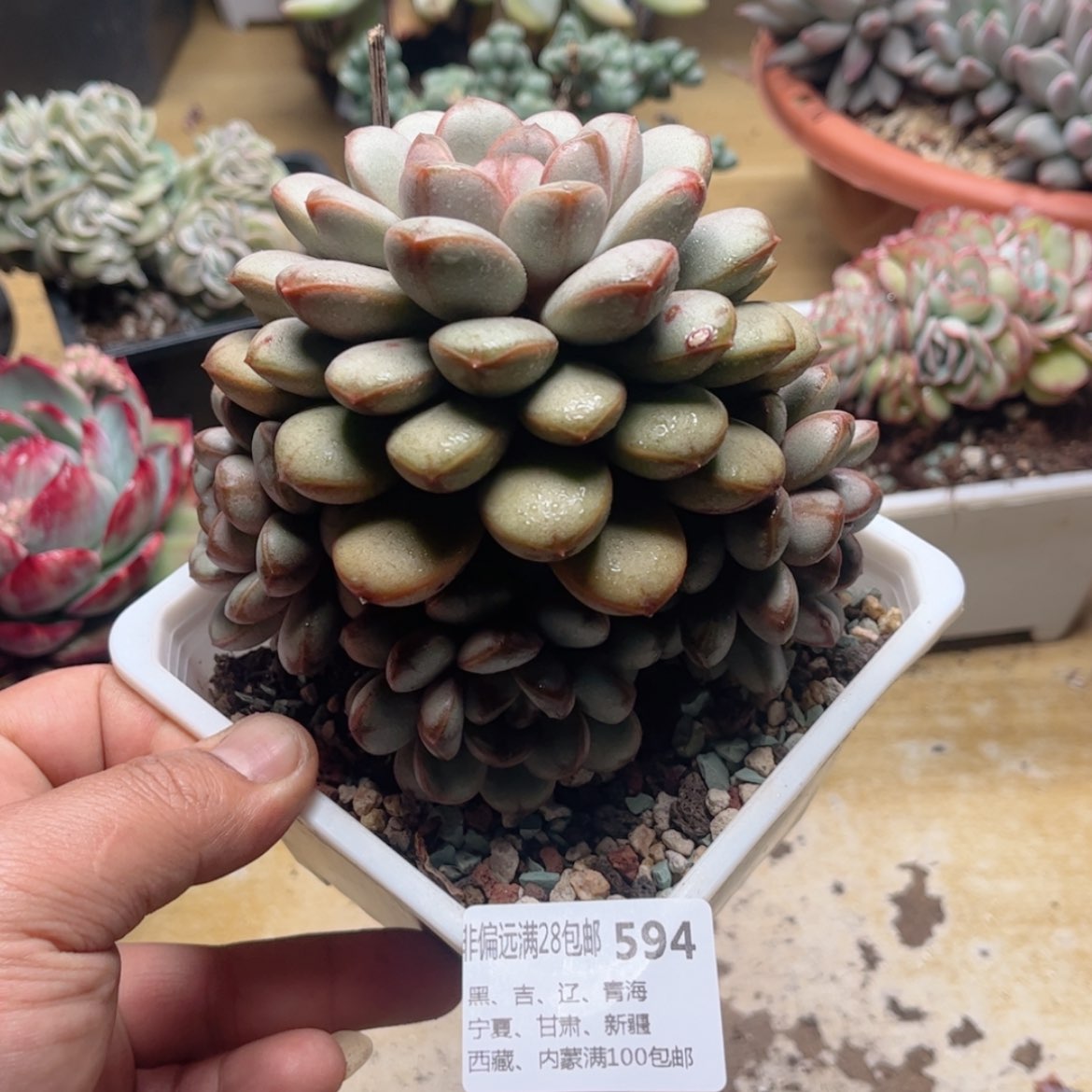 【闪购商品】594葡萄