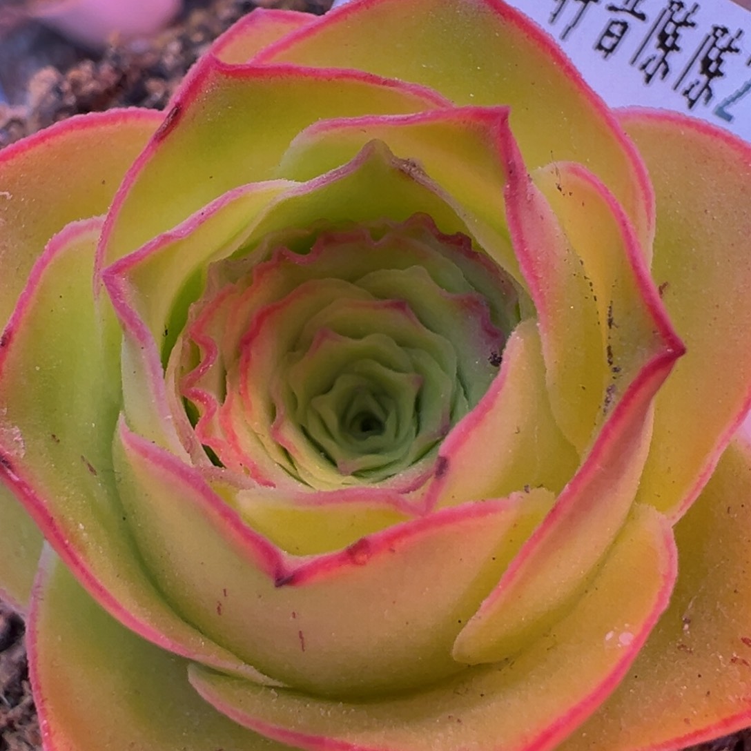 陈陈803不染蕾丝开播福利