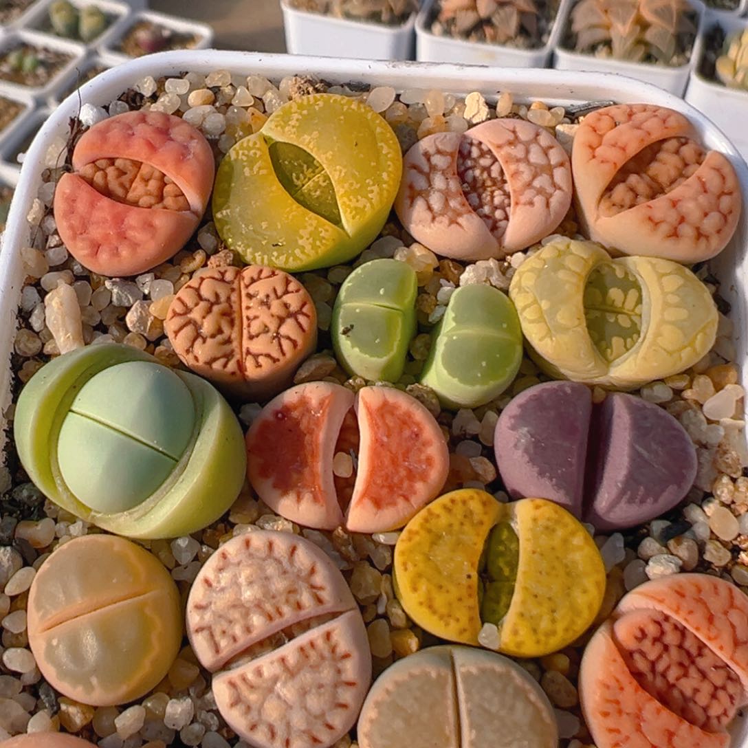 1008多肉植物百科知识