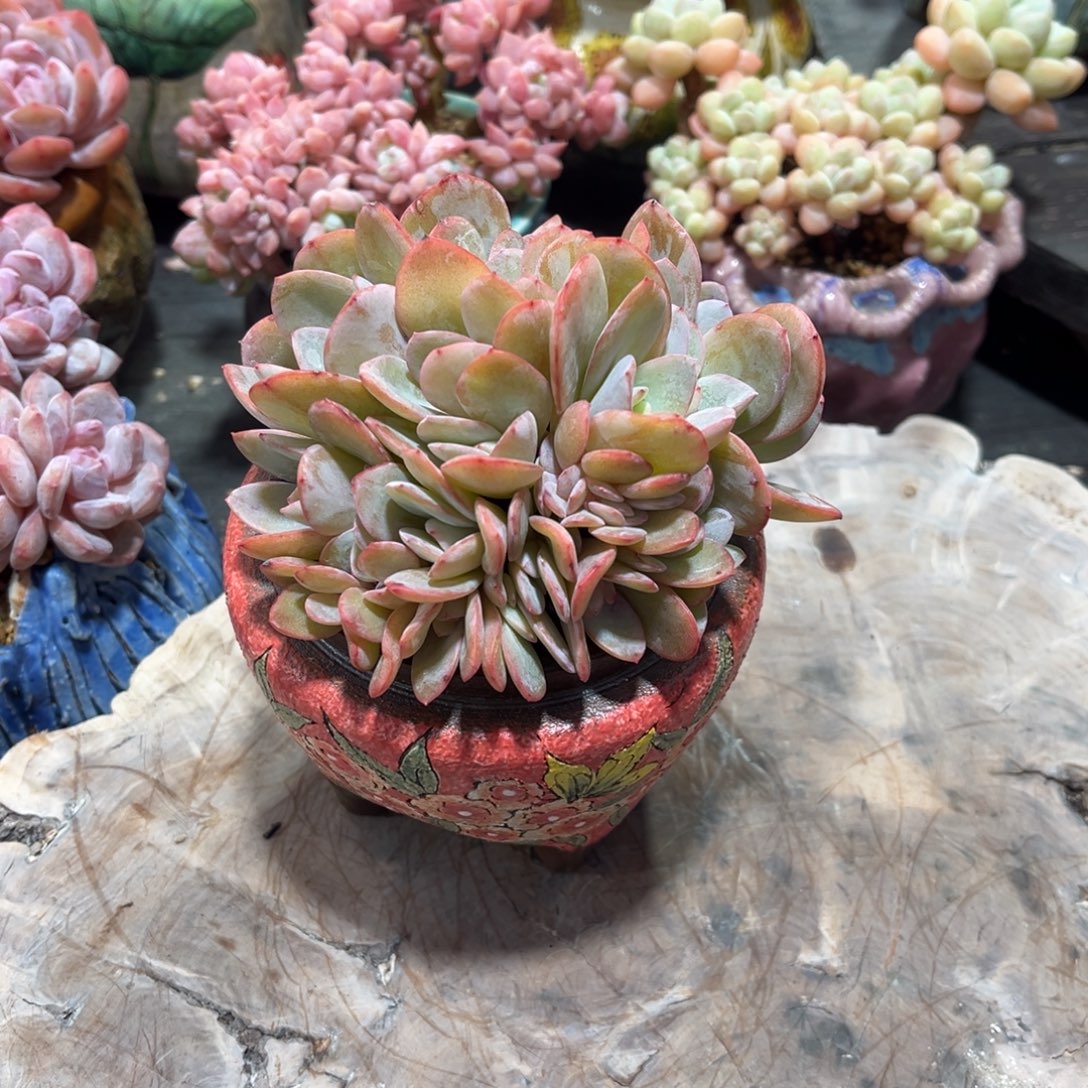 布鲁兰朵朵缀自然群