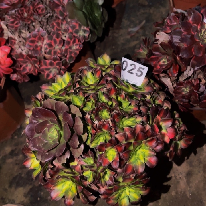 025韶华多肉植物不售后