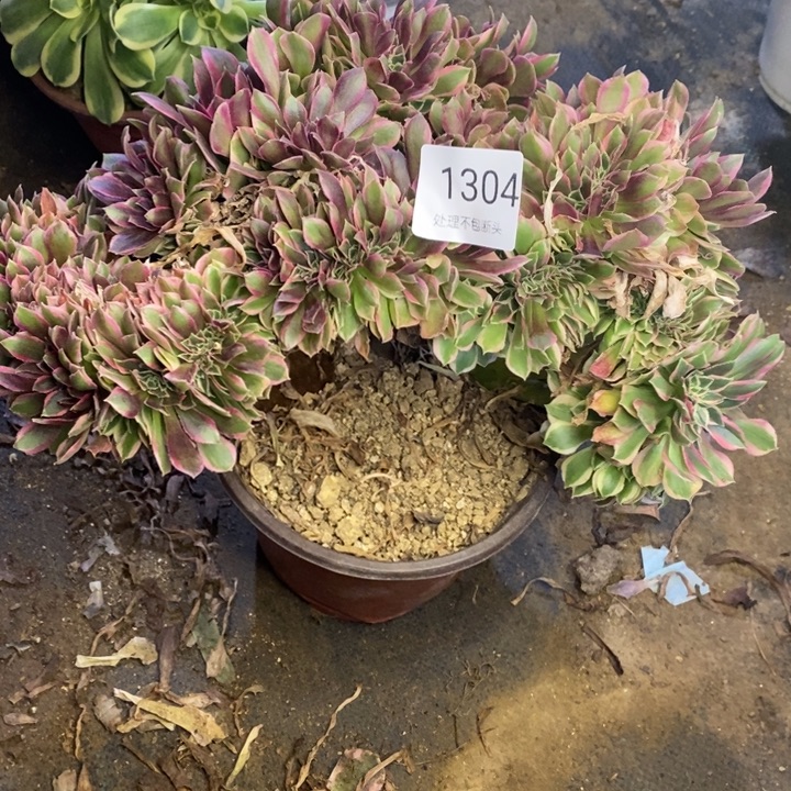 云***轻女神多肉断头不包1304