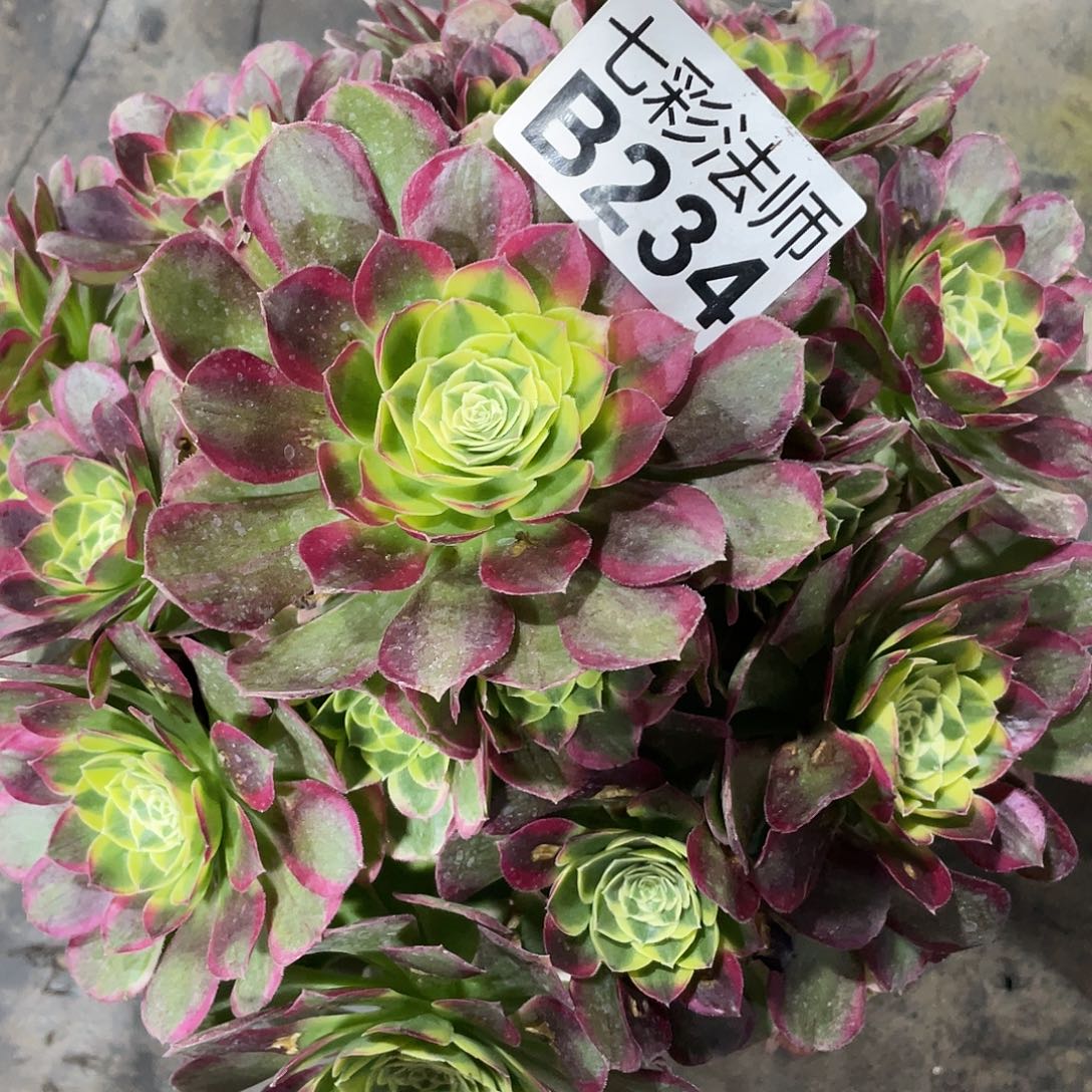 小***女暖暖法师B234-水中月68福利福利