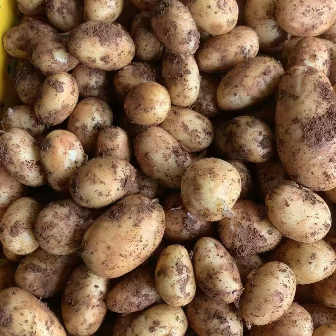 【连州本地农家马铃薯粉香土豆】农家蔬菜农家肥种植3斤起
