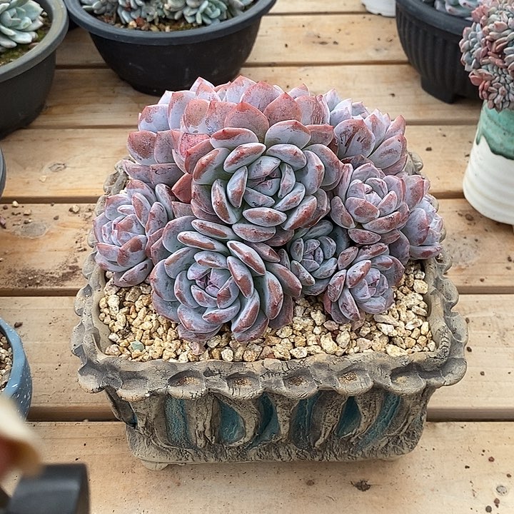 11头 日系肥仔石榴籽 特惠