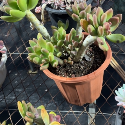 是不是很喜欢蝉nay