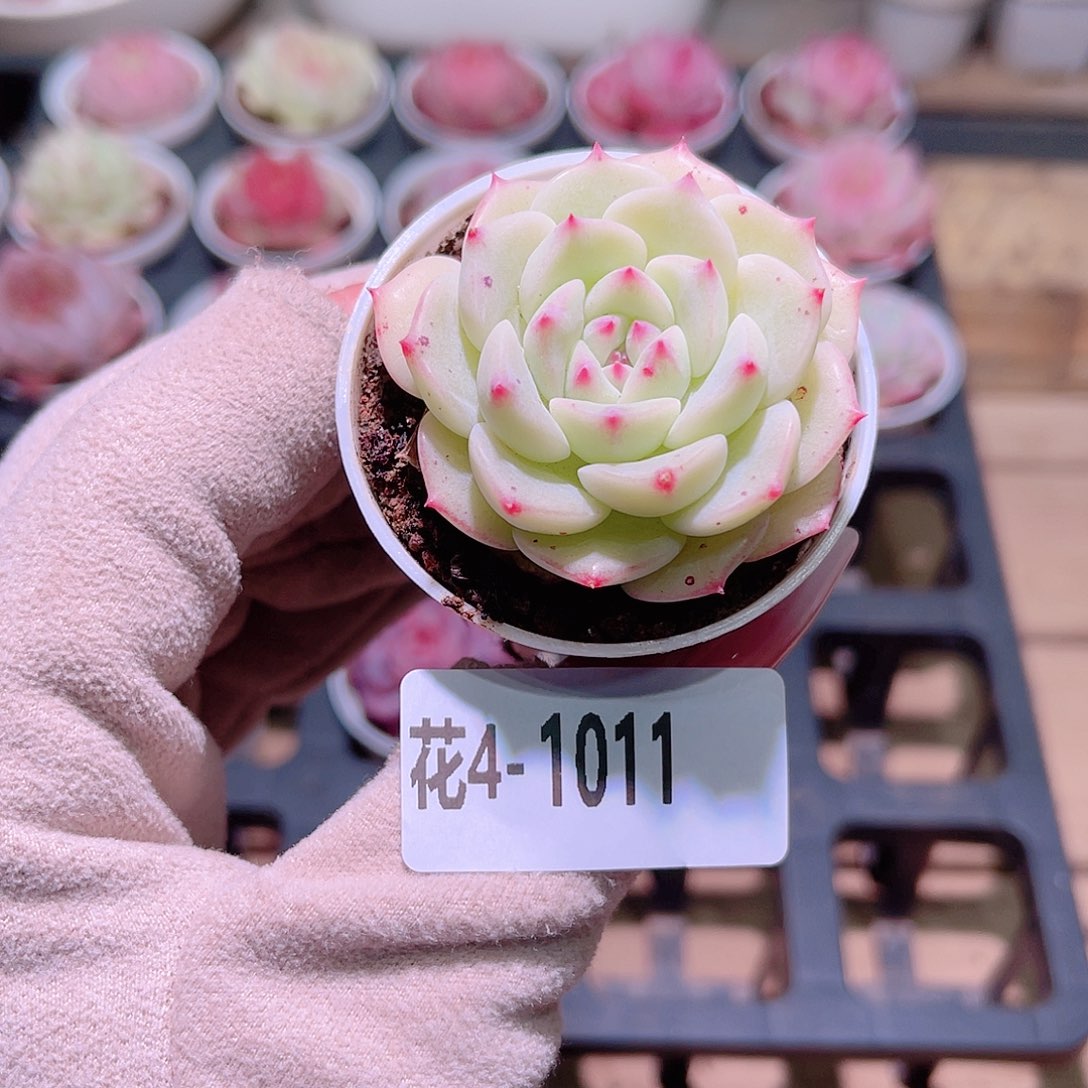 花利美4-1011新品