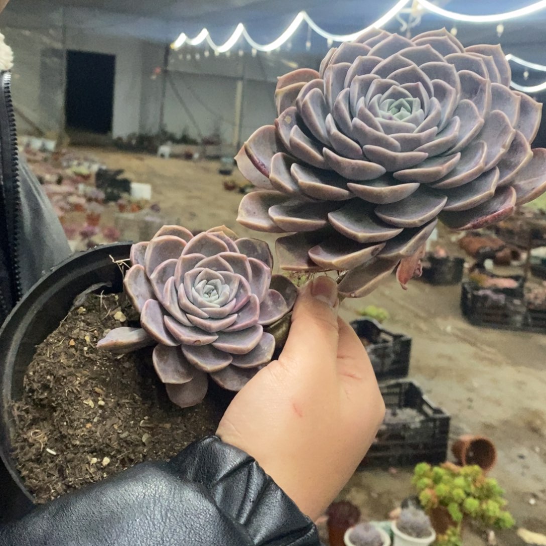 紫牡丹大单头带仔老桩