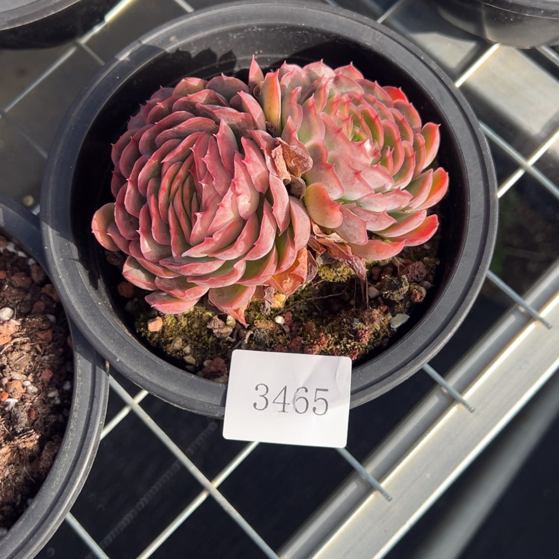 茉*3465不包整肉肉肉肉肉