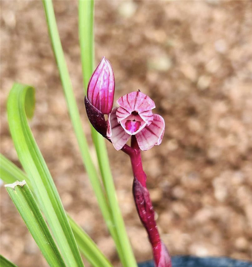 【莲瓣兰红草艺草】名品国兰2苗花开浓香 好养易活 对版人工种植