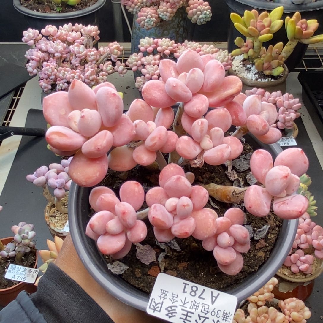 781樱花洛神多肉8c m