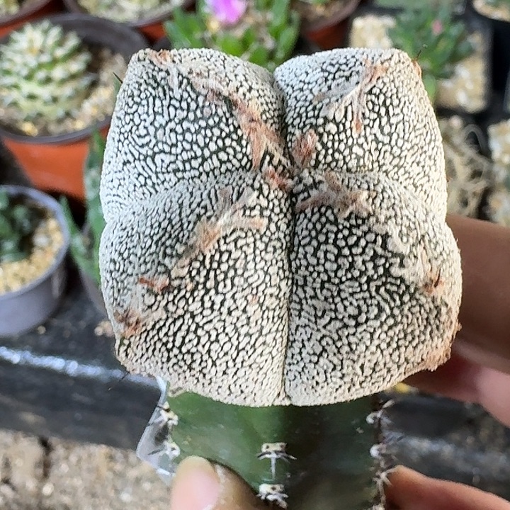 无花朵苗接恩冢189