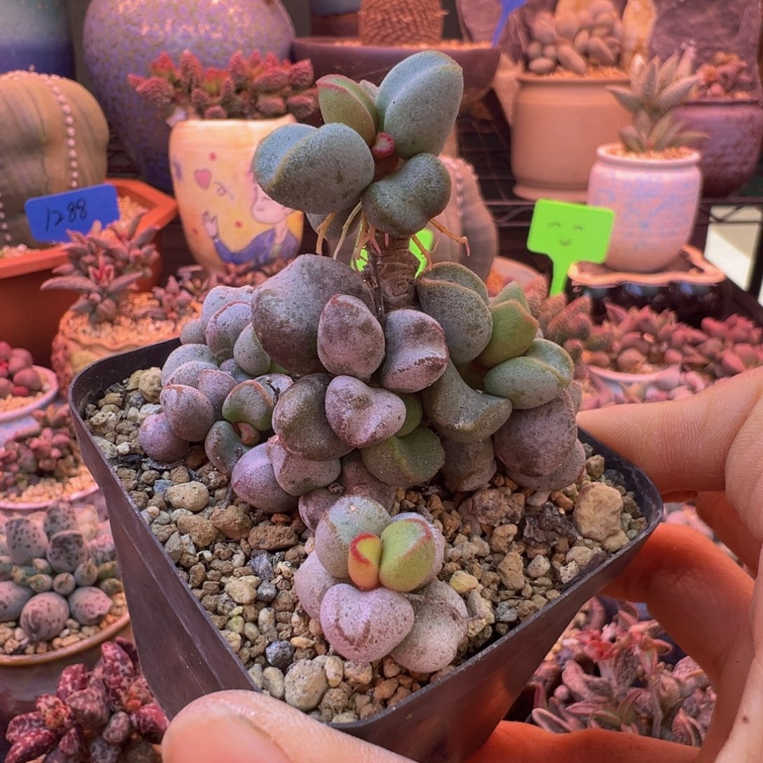 太***糖好的我知道11号你要去