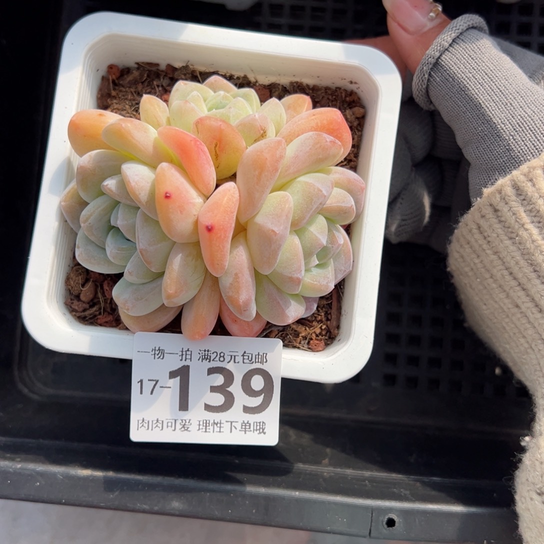 冰玉，多肉多肉多肉多肉