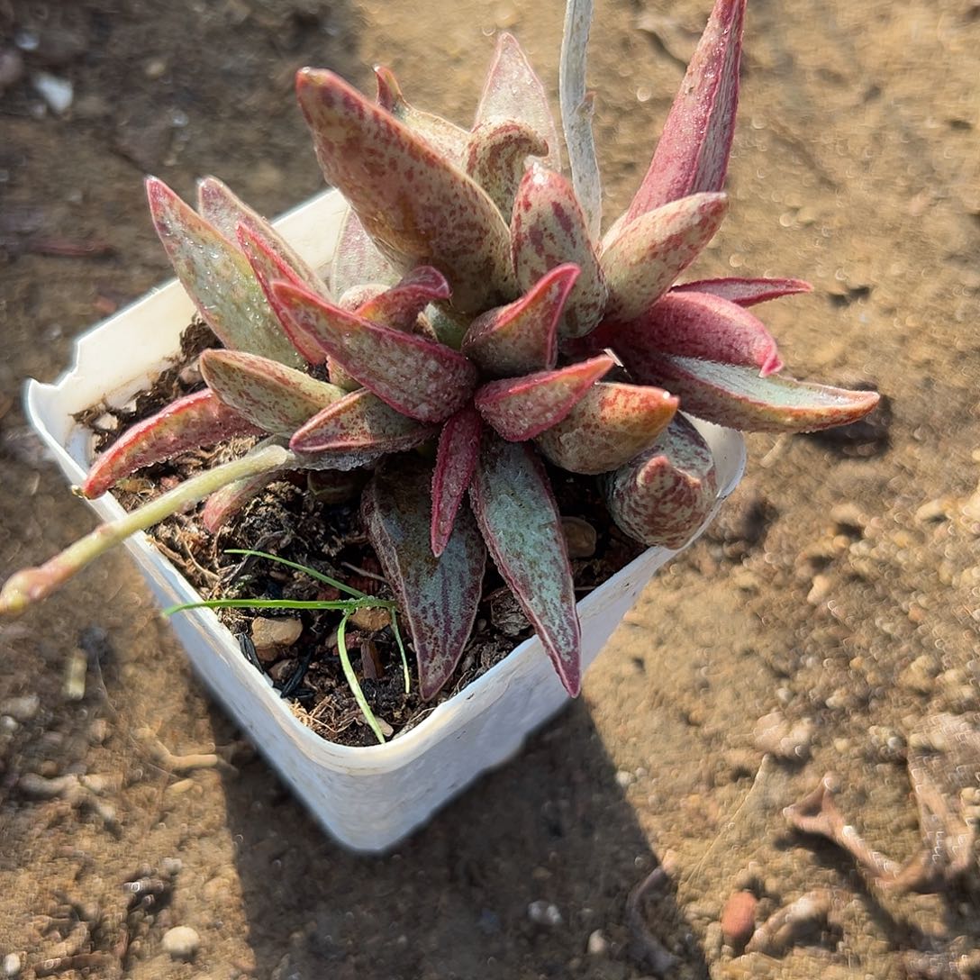 多肉植物红太平水泡