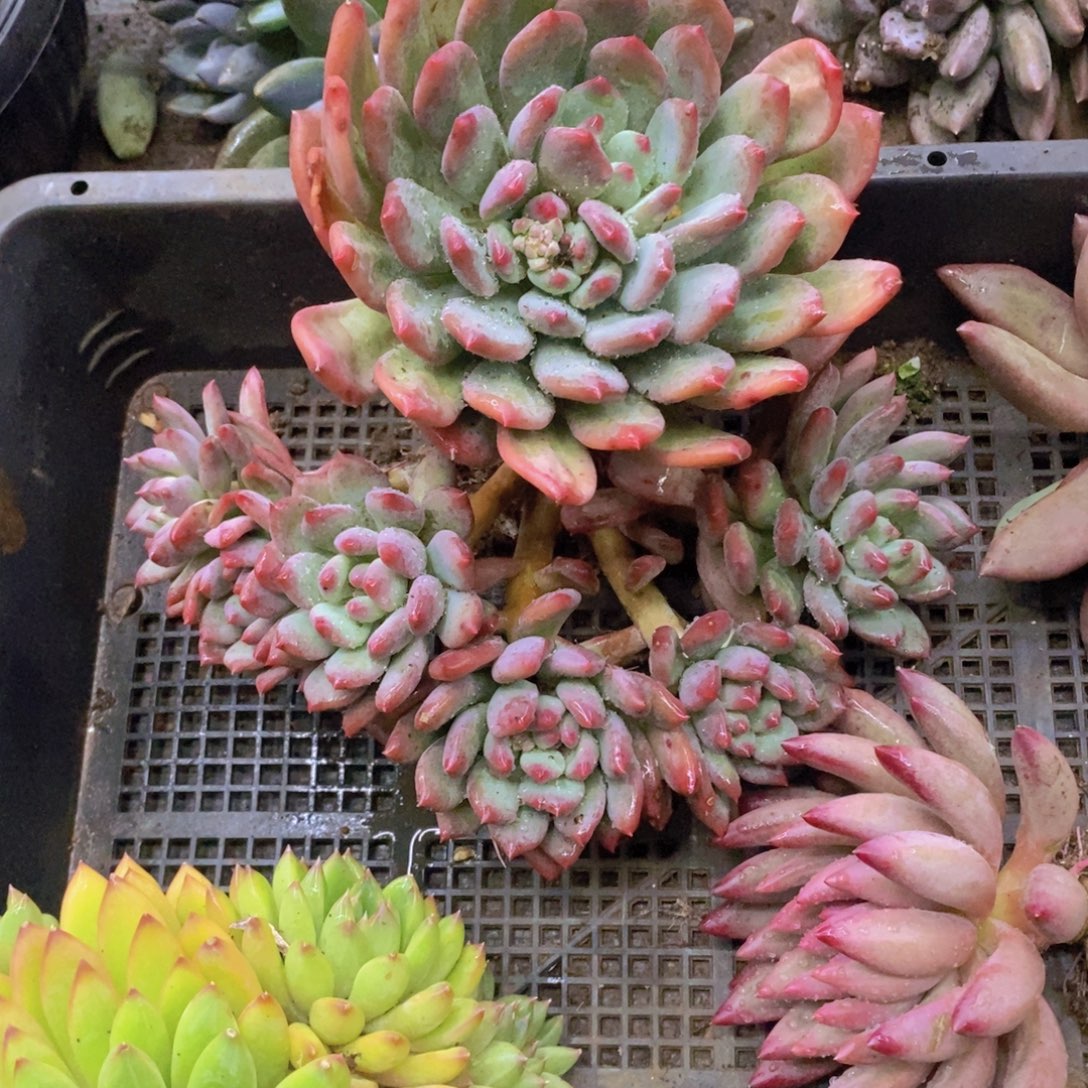 存***姐多肉植物多肉植物