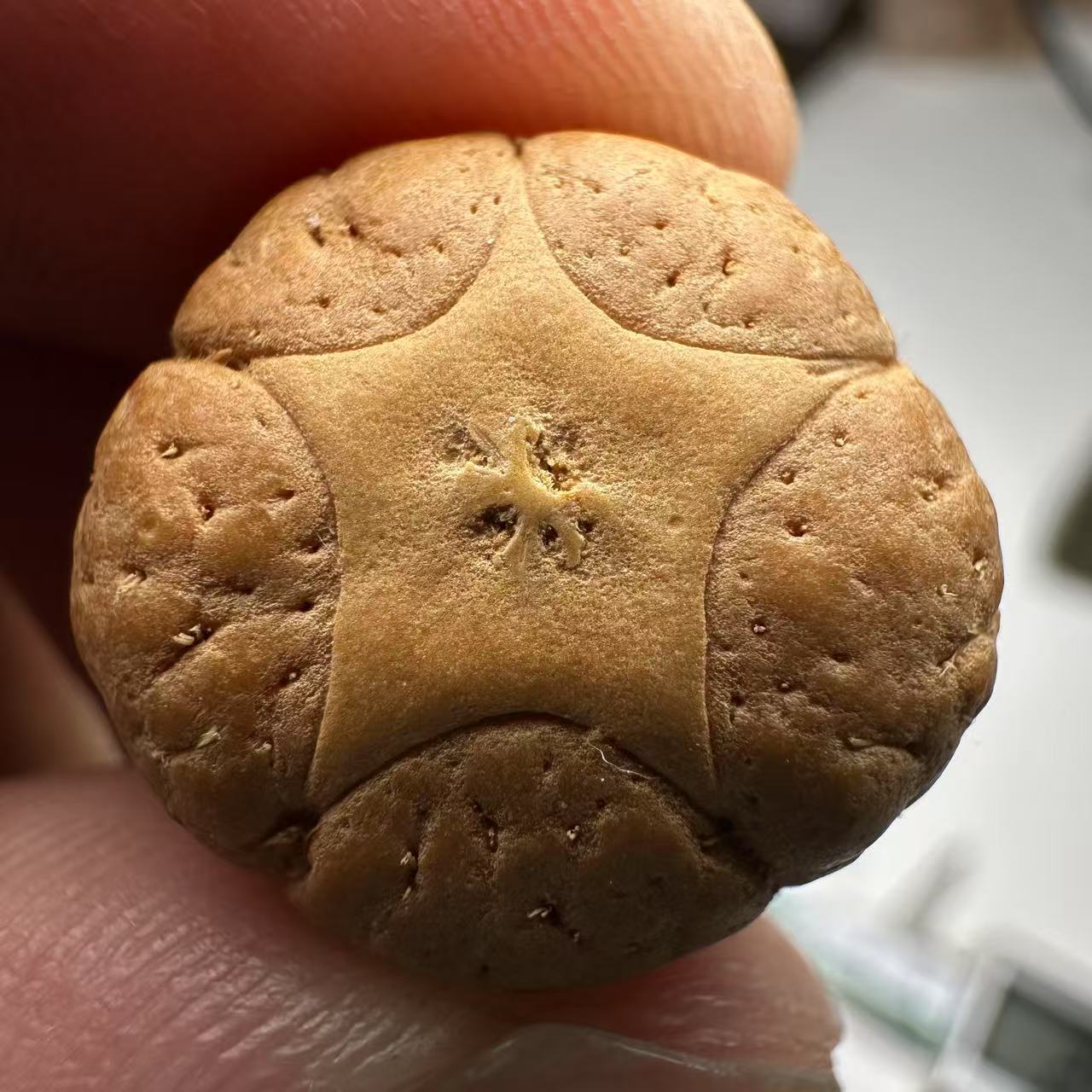 尼泊尔五星菩提，尺寸19，sss系列，货号143