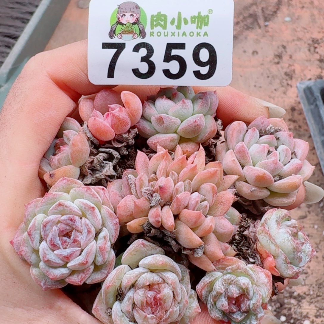多肉植物多肉植物