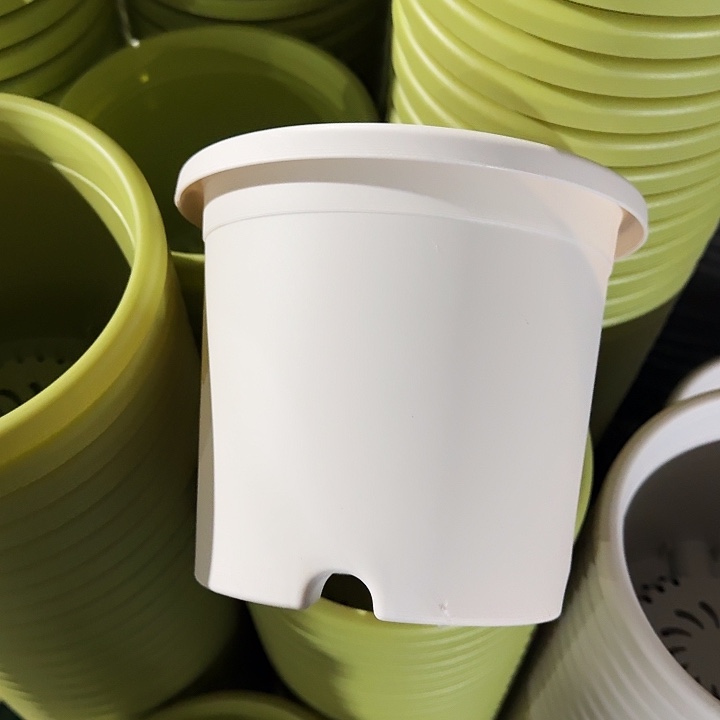 四季2号灰白带托10套