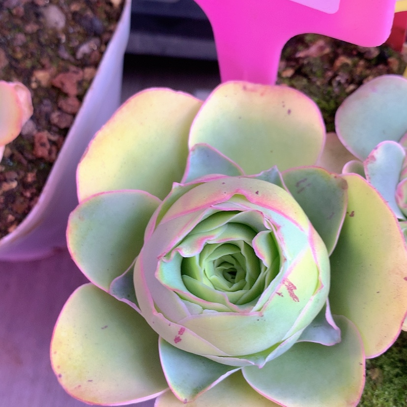 【闪购商品】yjj40加纳利母本