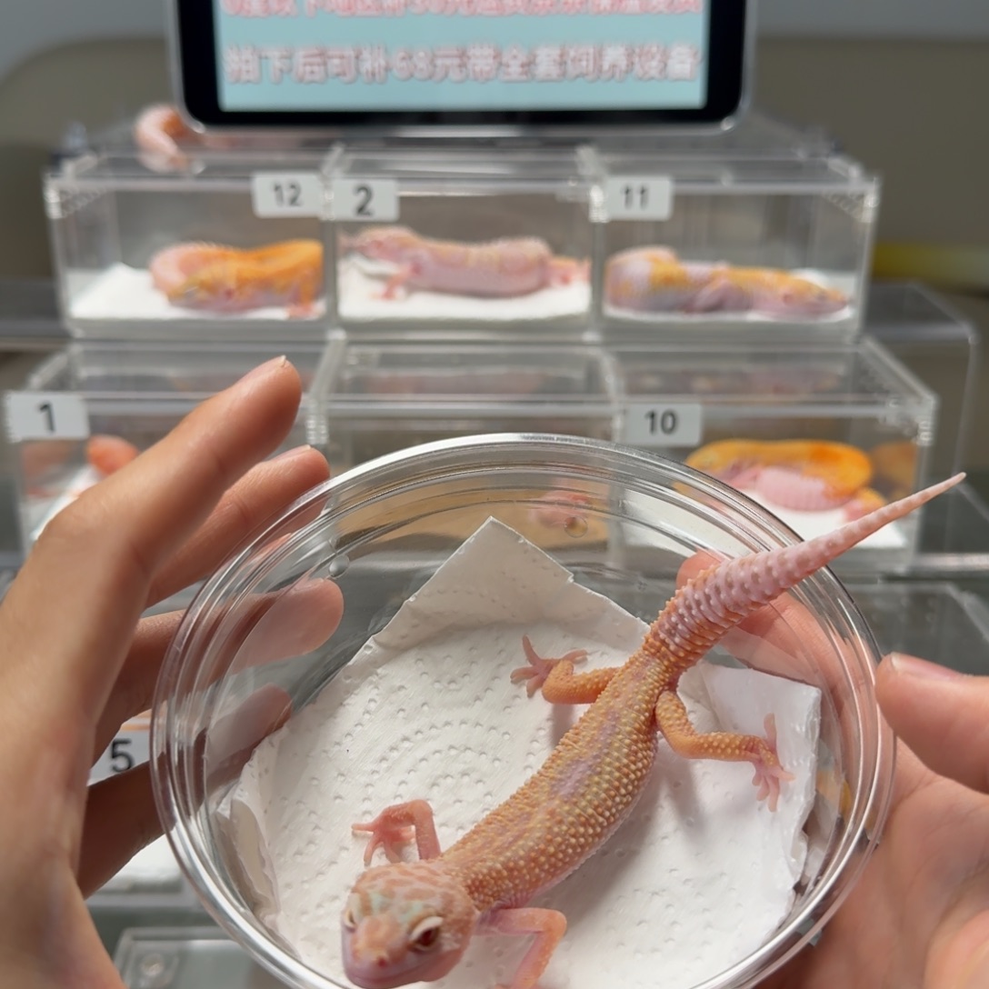 豹纹守宫雪花暴龙妹妹