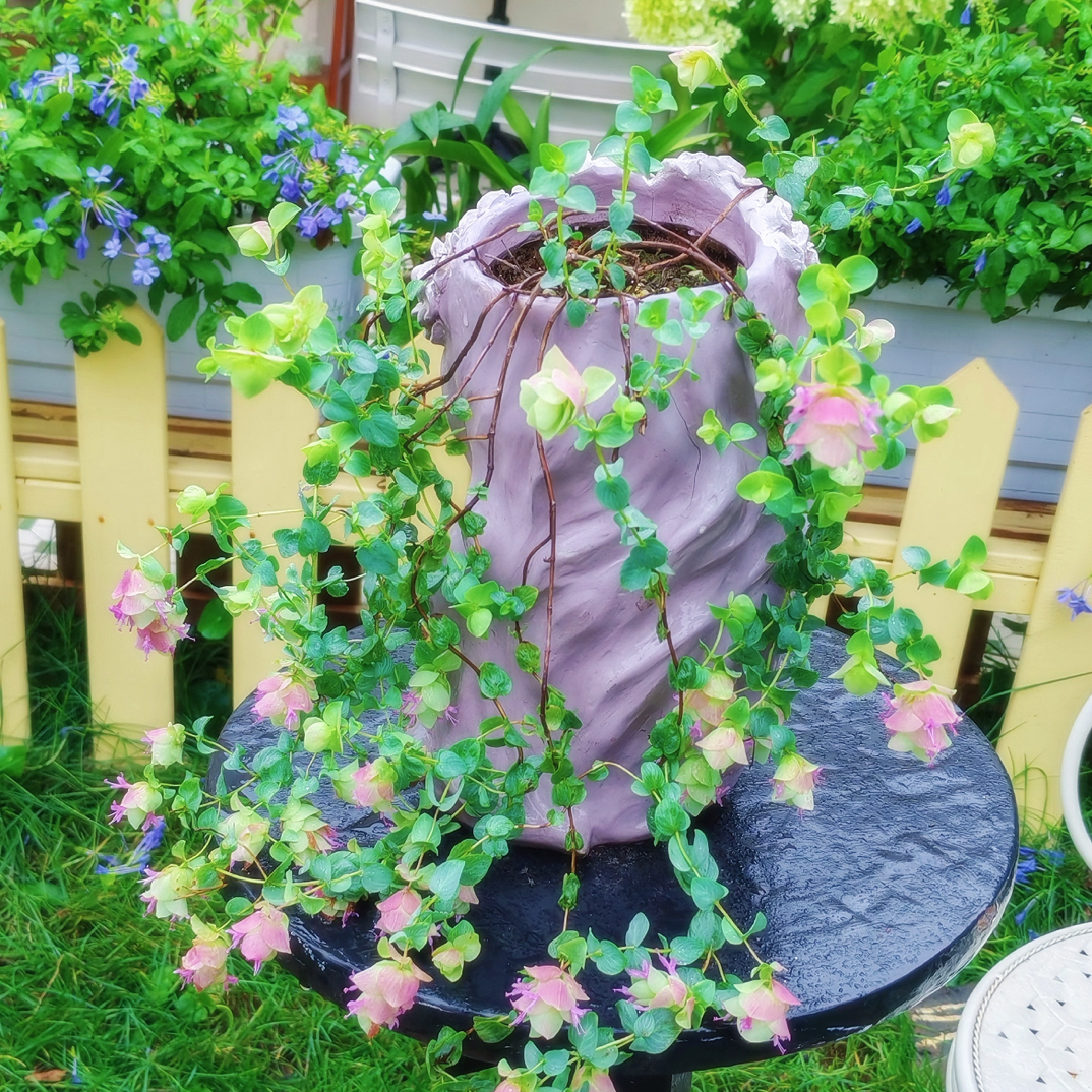 【折纸画】观赏小盆栽多年生花园阳台垂吊观花观叶植物