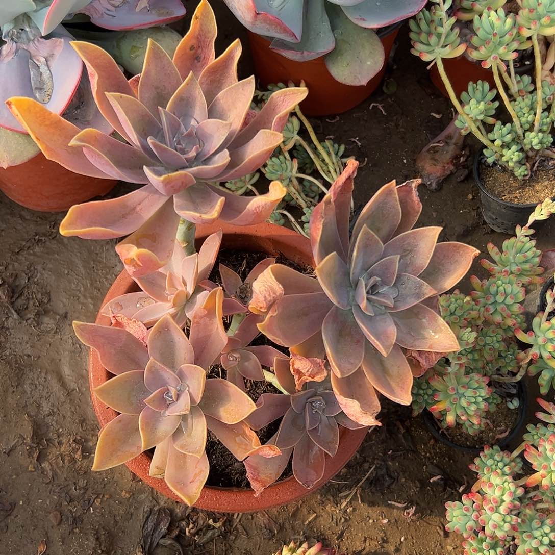 多肉植物太妃糖群